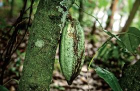 Na początku są owoce kakaowca i zawarte w nich białe ziarna, ciemniejące dopiero podczas fermentacji.