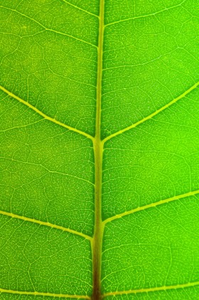Liść Populus trichocarpa x deltoides, czyli krzyżówki topól kalifornijskiej i amerykańskiej. Badania dowodzą, że liście tej rośliny mają nadprzeciętną zdolność fitoremediacji, a więc oczyszczania środowiska ze szkodliwych substancji.