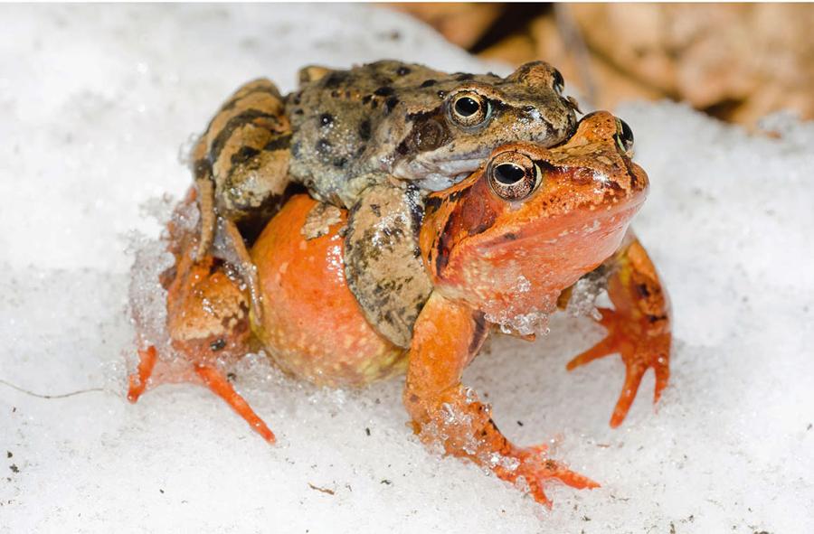 Płazy, w tym żaba trawna, okres chłodów spędzają zagrzebane w ziemi, kompostownikach czy pryzmach liści. Po przebudzeniu zaraz przechodzą do lęgów.