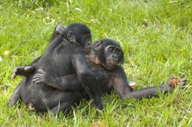 Prostytucja wśród szympansów jest możliwa, ale wcale nie tak pewna jak u ludzi.