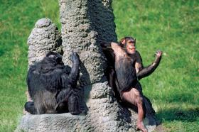 Zarówno szympansy, jak i ludzie większą uwagę zwracają na twarz niż na inne partie ciała.