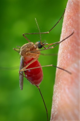 Południowy komar domowy. Roznosi malarię i wirusa gorączki zachodniego Nilu. Jego genom został niedawno dokładnie opisany. Uczeni mają nadzieję, że pomoże to walczyć z tymi groźnymi chorobami.