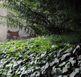 Figura kota naturalnej wielkości w ogrodzie przy Huttenstrasse 9 w Zurychu. Pod tym adresem mieszkał Edwin Schroedinger w latach 1921-1926. W zależności od warunków oświetlenia kot staje się bardziej  lub mniej naturalny (żywy).