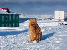 W latach 90. XX w. odmówiono kotom prawa pobytu na wyspie ze względu na zagrożenie wścieklizną.