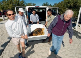 Jimmy ratuje zółwia morskiego, Floryda, 2010 r.