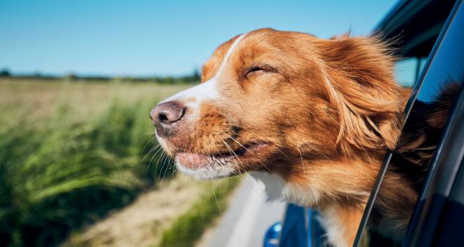 Niewskazane jest umieszczanie psa na przednim siedzeniu – poduszka powietrzna, która wybuchnie w czasie wypadku, nie jest dostosowana do gabarytów zwierzęcia i może wyrządzić mu poważną krzywdę.