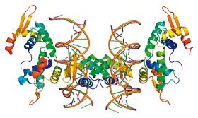 Model genu FOXP2, najciekawszego z punktu widzenia budowania hipotez o pochodzeniu człowieka.