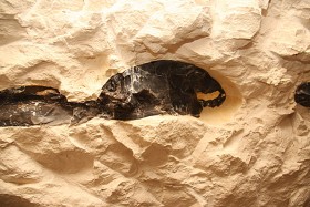 Krzemionki, konkrecje (bryły) krzemienia w skale wapiennej, widoczne podczas spaceru podziemną trasą w wyrobiskach kopalni