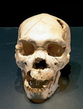 Odnaleziona w jaskini Sima de los Huesos czaszka zmarłego 430 tys. lat temu hominida ze śladami ciosów.