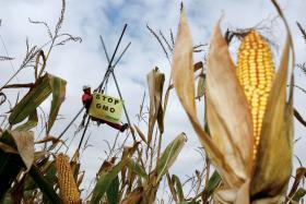 Uprawa kukurydzy pod Lubomią i protestujący aktywista Greenpeace.