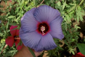 Doktor Dariusz Lewandowski, fizjolog roślin z Texas AgriLife Research wyhodował niebieską i odporną na mróz odmianę hibiscusa. Fakt ten, w środowisku botaników odnotowano jako duży sukces. Wprawdzie nie jesteśmy portalem botanicznym, ale też odnotowujemy.