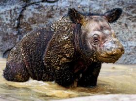 Gatunek krytycznie zagrożony: nosorożec sumatrzański.