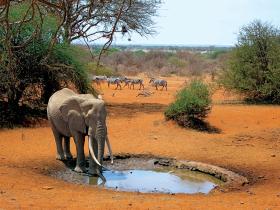 Rezerwat Selenkay przeszedł w ręce spółki Gamewatchers Safaris, na czym dobrze wyszli ludzie i zwierzęta. Słoń przy wodopoju zasilanym pompą na energię słoneczną.