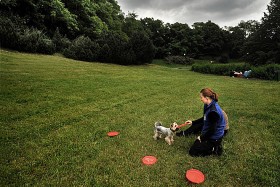 Nauczenie młodego psa podstawowych tricków stosowanych w dogrfrisbee zajmuje niemal rok pracy.