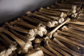 Kości ofiar ludobójstwa w Rwandzie