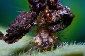 Ta gąsienica dźwiga kamuflaż ze śmieci i mało atrakcyjnych martwych owadów.