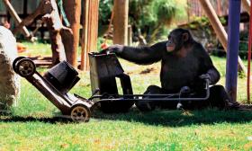 Szympansy są bardzo przywiązane do swoich terytoriów i potrafią w obronie terenu swojej grupy zabijać.