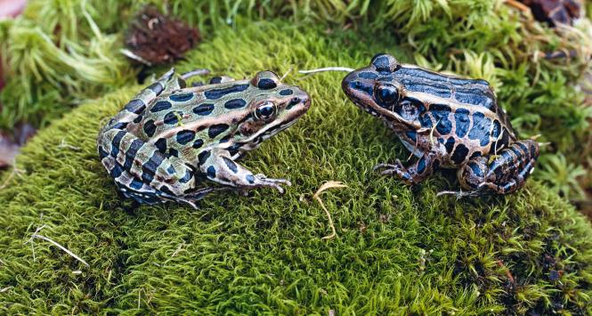 Robert Briggs i Thomas King sklonowali pierwsze zwierzę – żabę o nazwie Rana pipiens.