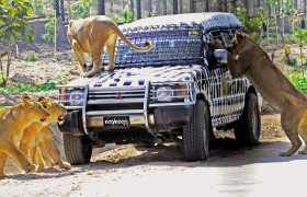 Turystyka dziś - lwy otoczyły samochód zwiedzających w Parku Safari w Birmie.