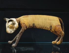 Mumia kota z III-I w. p.n.e.