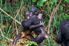 Mamy w sobie coś z bonobo, ale gdybyśmy byli bardzo podobni do nich, cała ludzkość przypominałaby wielki festyn hipisów. Szczęśliwych, ale raczej mało produktywnych.