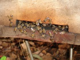 Kto był pierwszy: pszczelarze czy letnicy? – pyta pszczelarz Jamróz.