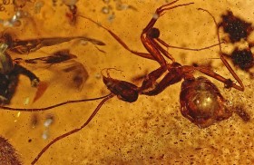 Mrówka zatopiona 50 milionów lat temu w wielkiej bryle bursztynu. Bryłę, a w niej ponad 700 owadów, odnaleziono w kopalni Cambay Shale w Indiach. Odnalezione owady nie są endemiczne, więc wątpliwa staje się teza, że Indie były niegdyś izolowaną wyspą.