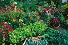 Do łask wracają ogródki kwiatowo-warzywne. Marchewka, ogórki, szczypior, czy własnoręcznie wyhodowana sałata są bardzo trendy.