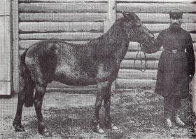 Ostatnie zdjęcie żywego tarpana, zrobione w moskiewskim zoo, pod koniec XIX w. W warunkach naturalnych tarpan wiginął wcześniej, w połowie XIX w.