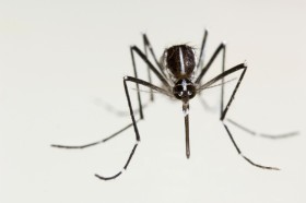 Komar leśny Aedes, zwany też doskwierzem. Komary potrafią na kilka sposobów zidentyfikować ofiarę: stosując termowizję, wyczuwając podwyższony poziom dwutlenku węgla i rozpoznając zapach potu.