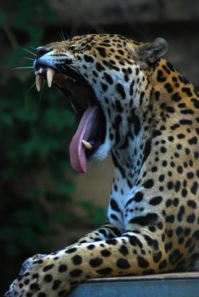 Tylko jaguar (Pathera onca) ma porównywalny, z diabłem tasmańskim, uściśk szczęk. Jaguar potrafi jednym uściśkiem skruszyć skorupę ogromnego żółwia lub rozpałatać głowę tapira.