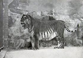 Tygrys kaspijski. Żył na obszarze od Turcji, przez Iran do Chin. Ostatniego osobnika widziano w latach 70. XX w. Jest blisko spokrewniony z tygrysem syberyjskim, też obecnie bardzo zagrożonym.