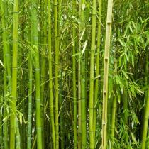 Bambusowy las