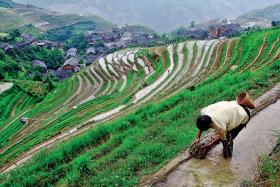 Chiny starają się zachować rolniczą samowystarczalność. Pracują nad odpornym i wydajnym superryżem. Na fot. tarasy ryżowe w prowincji Kuangsi.
