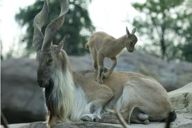 Markur, czyli koza śruboroga.  W 1994 r. wpisana na listę gatunków zagrożonych IUCN. Dzisiaj, badacze z Wildlife Coservation Society donieśli, że populacja tych zwierząt istotnie zwiększyła się w połnocnym Pakistanie. Żyje ich tam już 1500 osobników.