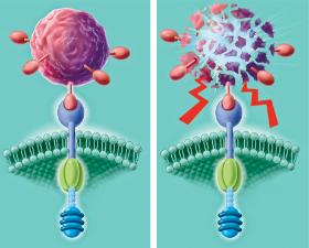 Ilustracja przedstawia limfocyt T pobrany od pacjenta i zmodyfikowany genetycznie w celu wzmocnienia siły oddziaływania. Rozpoznaje on i atakuje komórkę rakową poprzez znajdujący się na jej powierzchni receptor CD19.