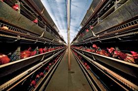 Ponad 88 proc. sprzedawanych dziś w Polsce jaj znoszą kury żyjące w klatkach.