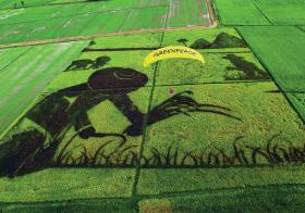 Przeprowadzona w Tajlandii akcja Greenpeace przeciwko modyfikacjom genetycznym ryżu.