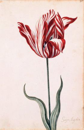 Tulipan semper augustus, przyczyna pierwszej znanej bańki spekulacyjnej.