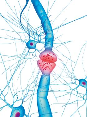 Komórki nerwowe, czyli synapsy i neurony.