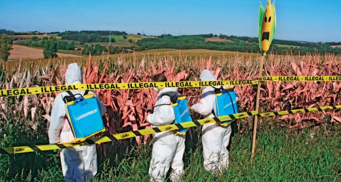 Działacze Greenpeace'u malują pole zmodyfikowanej genetycznie kukurydzy MON810, by ujawnić jej lokalizację w okolicy francuskiego Samantan.