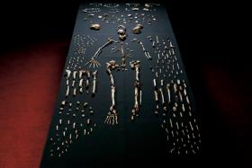 Zrekonstruowany szkielet ludzkiego praprzodka, nazwanego Homo naledi, odnalezionego w 2013 r. niedaleko Johannesburga w Afryce Południowej. Gatunek łączy w zaskakujący naukowców sposób cechy różnych hominidów.