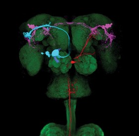 W mózgu muszki owocówki. Uczeni podali muszce odpowiedni feromon i prześledzili,  jak pod jego wpływem aktywowały się poszczególne partie neuronów: sensorycznych (kolor niebieski), węchowych (kolor różowy) oraz ruchowych (kolor czerwony).