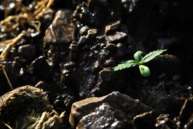 Kilkudniowa roślina marihuany wyrasta z kamienistej, obficie nawodnionej gleby.