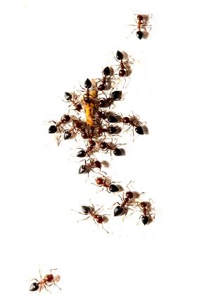 Robotnice mrówek wydają się poświęcać dla dobra całej kolonii: zamiast rozmnażać się, ciężko pracują, a często też oddają życie w obronie mrowiska.