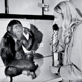 Koko ze swoją opiekunką Francine Penny Patterson, lata 70. XX w.