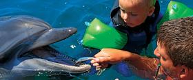 Delfinoterapia w Sewastopolu na Krymie. Z badań wynika, że znacznie bardziej skuteczne może być wykorzystanie do tego celu sztucznego delfina. Czy to nadzieja dla więzionych zwierząt na normalne życie?
