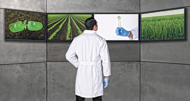 „Wprowadzenie bakłażana GMO zredukowało opryski o 90–95 procent”.