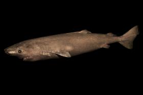 Dwumetrowa samica rekina polarnego z wybrzeża południowo-zachodniej Grenlandii.