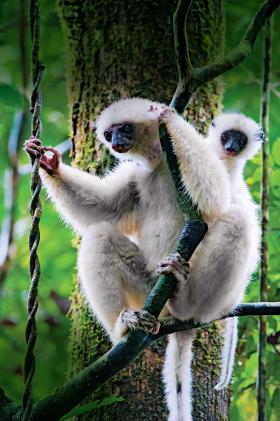 Gatunek krytycznie zagrożony: lemur silky sifaka z Madagaskaru.